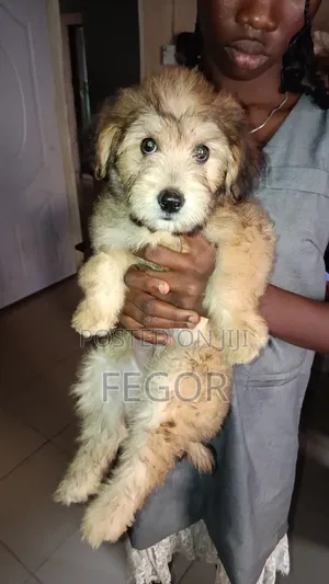 1-3 months Male Purebred Lhasa Apso