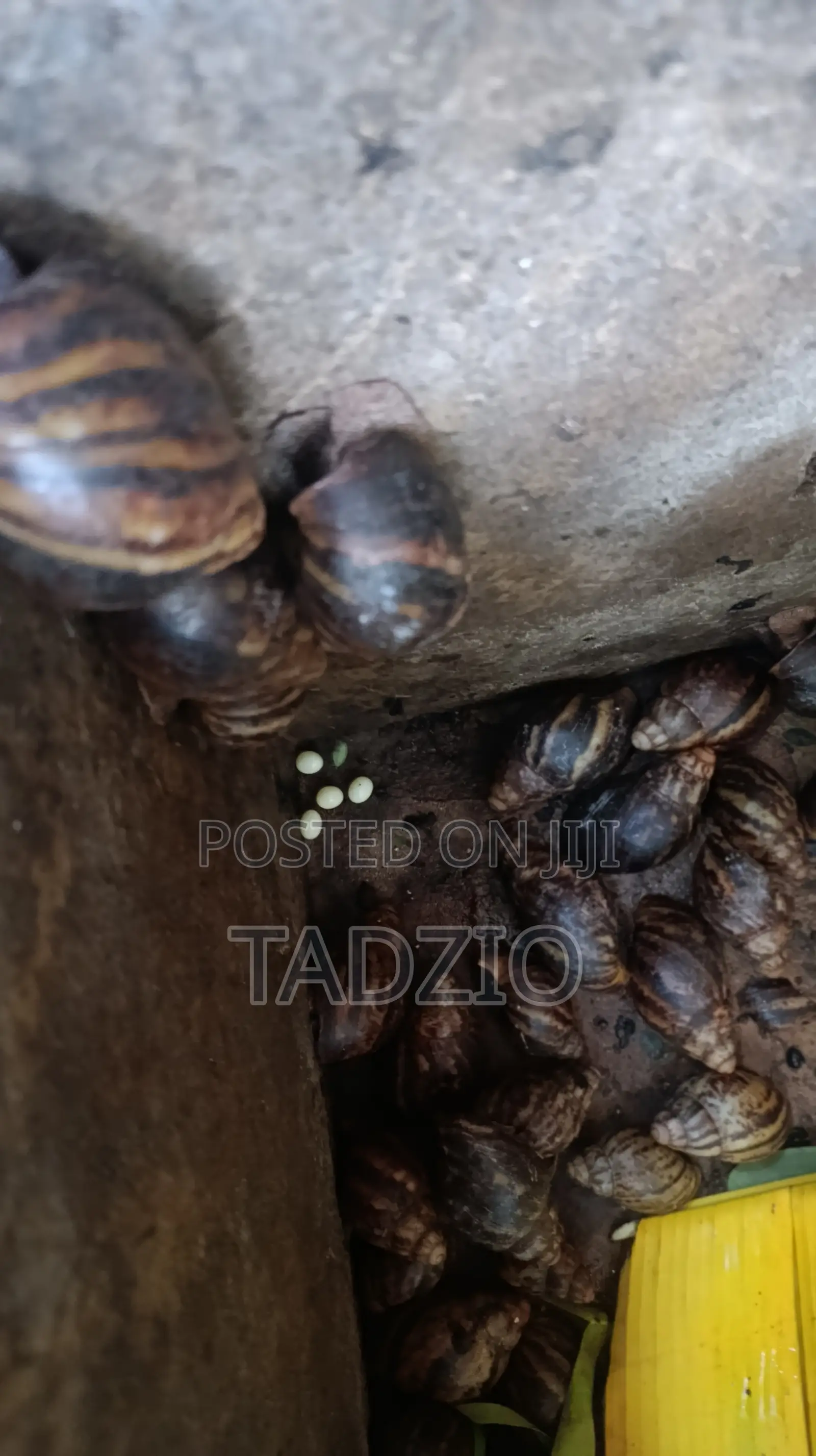Snail Masters Snail Training