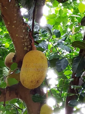 Jackfruit at Wholesale and Retail