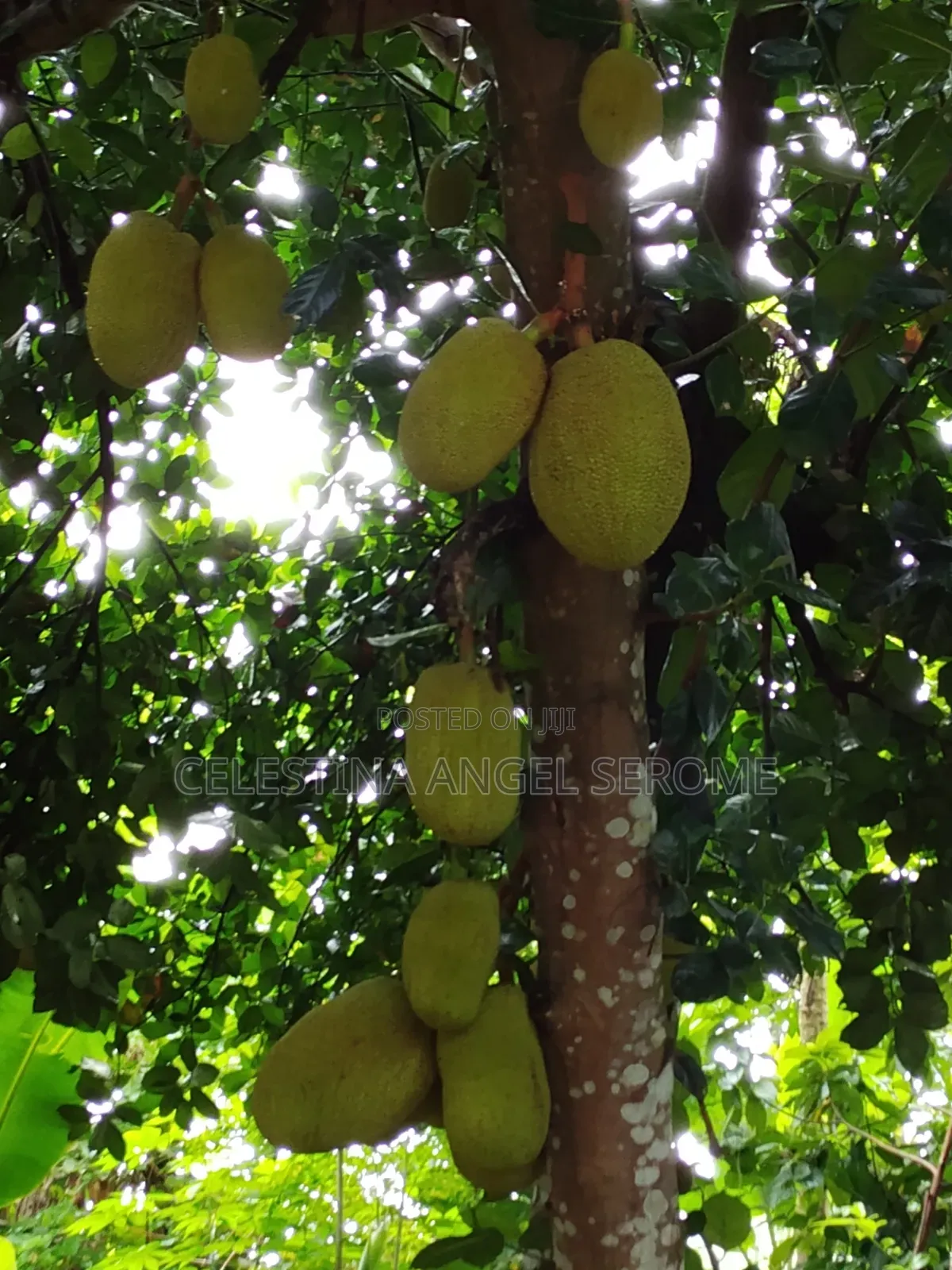 Jackfruit at Wholesale and Retail