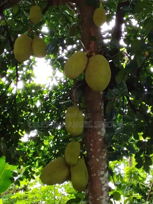 Jackfruit at Wholesale and Retail
