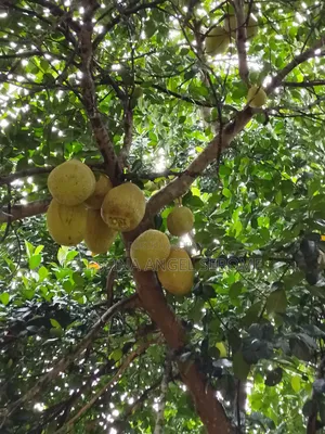 Jackfruit at Wholesale and Retail