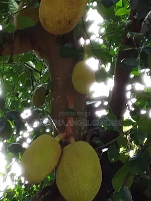 Jackfruit at Wholesale and Retail