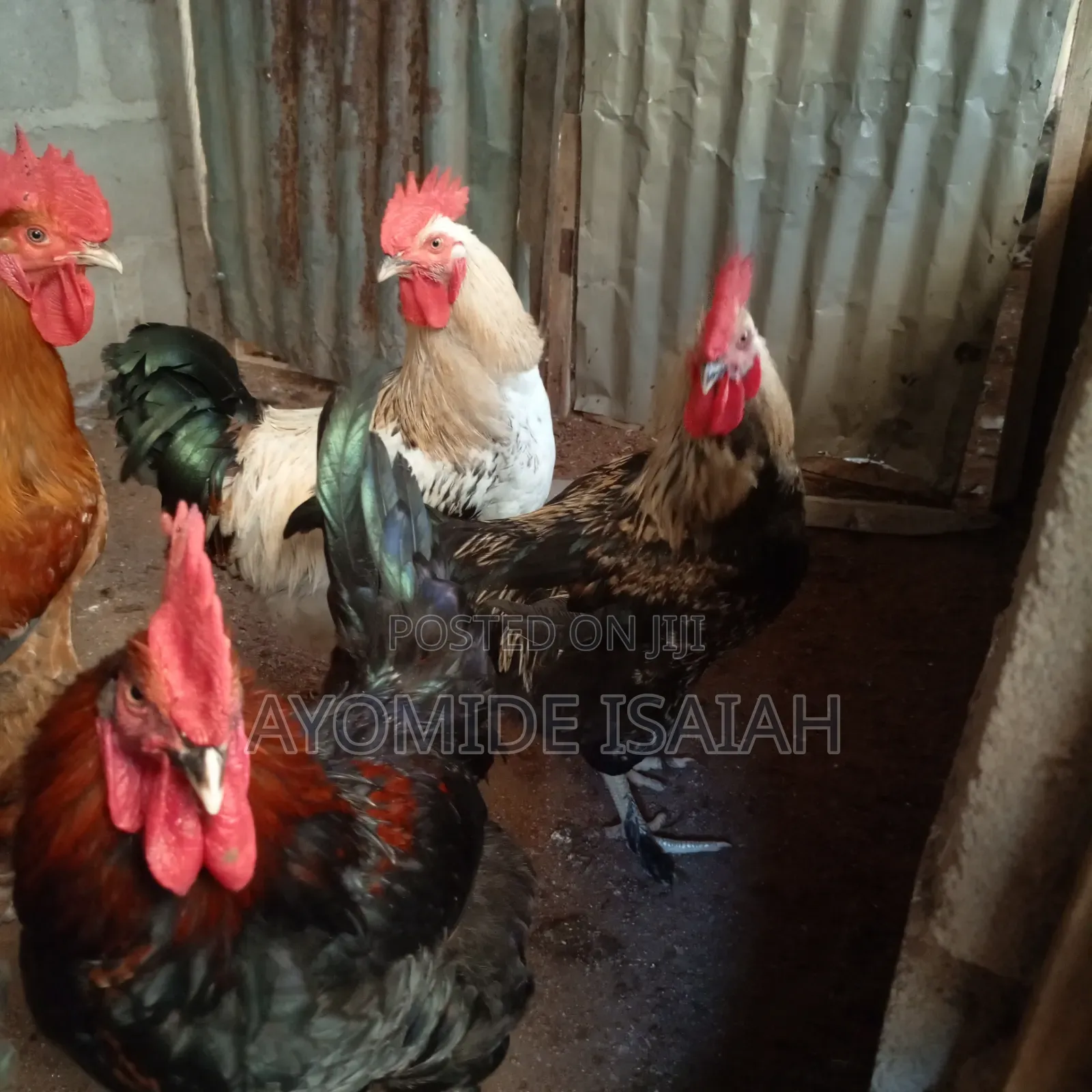 Local Brahma