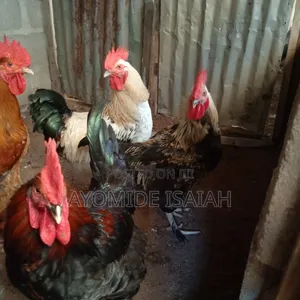 Local Brahma