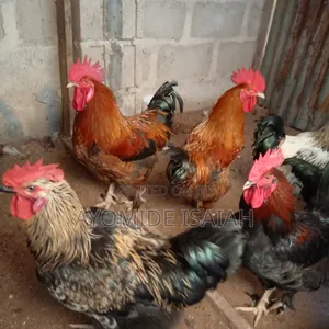 Local Brahma