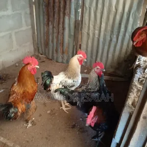 Local Brahma