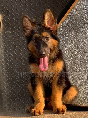 1-3 months Female Purebred German Shepherd