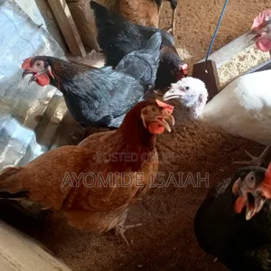 Local Brahma