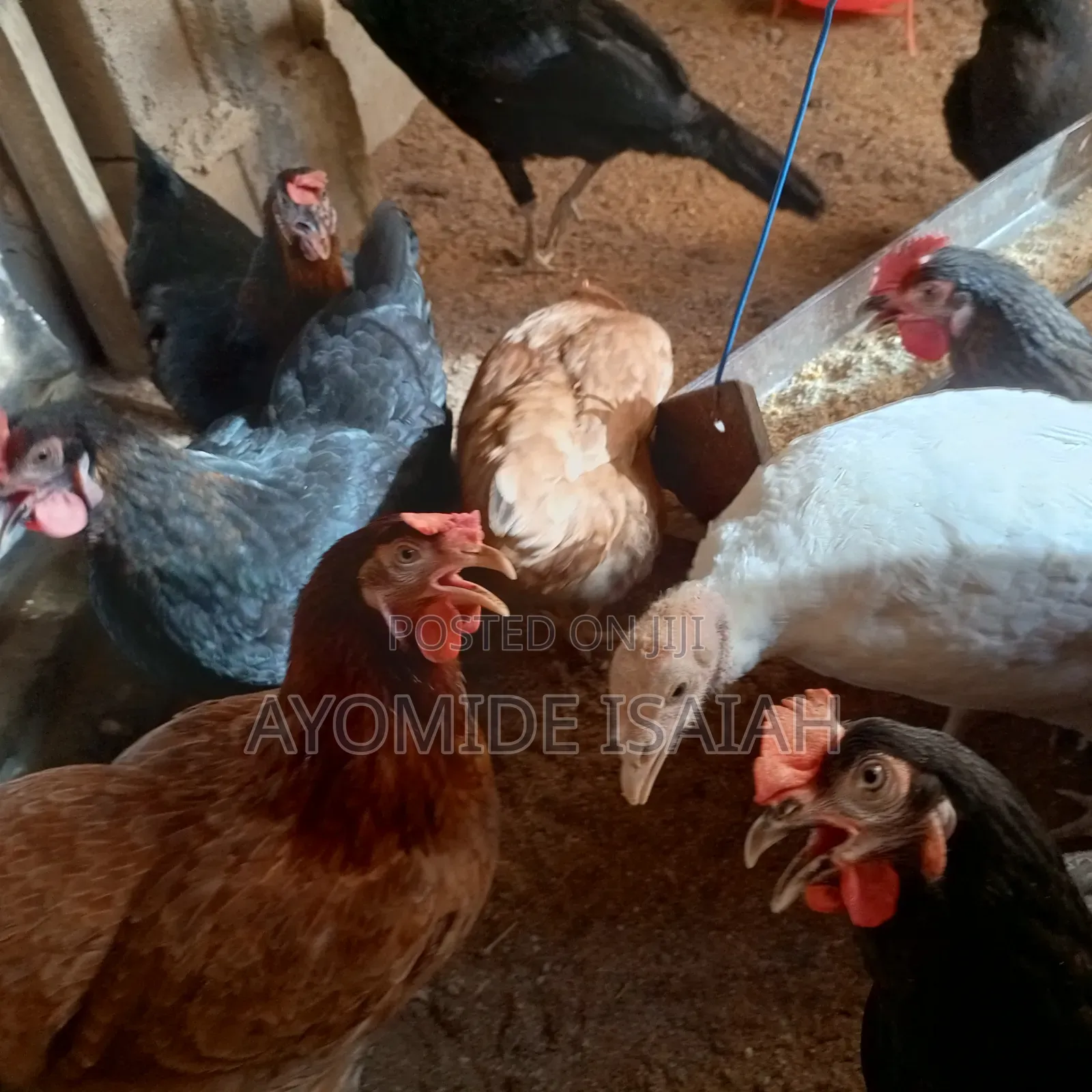 Local Brahma