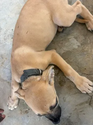 1-3 months Female Purebred Boerboel