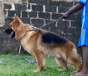 1+ year Male Purebred German Shepherd