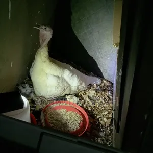 Laying Female Turkeys