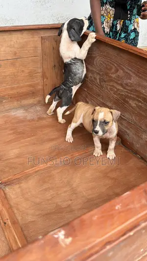 1-3 months Female Purebred American Pit Bull Terrier