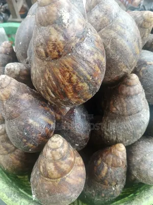 Premium Nigeria Bush Snails Fresh Clean and Meaty