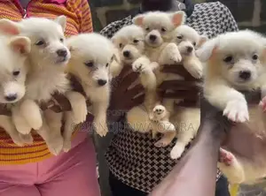 1-3 months Female Purebred American Eskimo