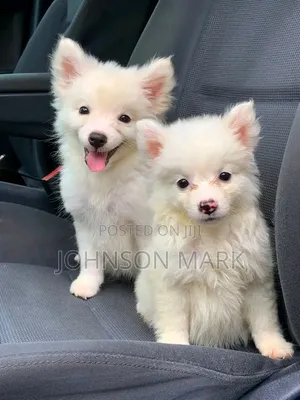 0-1 month Female Purebred American Eskimo