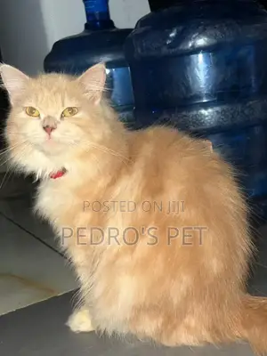 6-12 months Female Purebred Persian