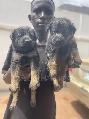 1-3 months Female Purebred German Shepherd