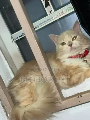 6-12 months Female Purebred Persian