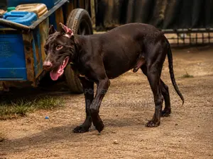 3-6 months Male Purebred American Pit Bull Terrier