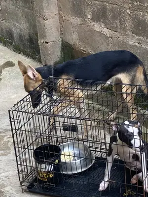 6-12 months Female Purebred German Shepherd