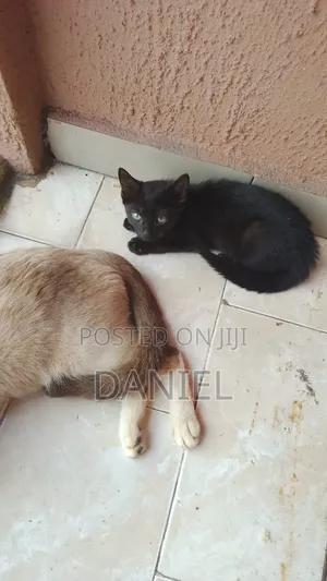 1-3 months Female Mixed Breed Siamese