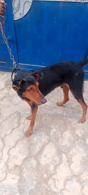 1+ year Male Purebred Doberman Pinscher