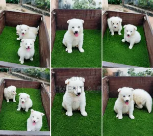 0-1 month Male Purebred American Eskimo