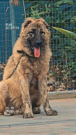1+ year Male Purebred Caucasian Shepherd