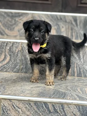 1-3 months Male Purebred German Shepherd
