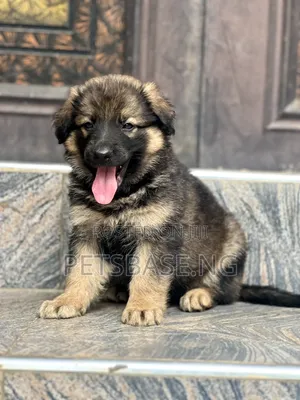 1-3 months Female Purebred German Shepherd