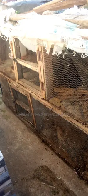 Poultry Bird House