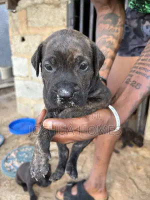 1-3 months Male Mixed Breed Cane Corso