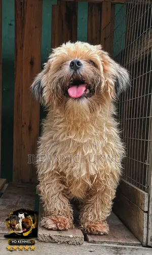 1+ year Male Purebred Lhasa Apso