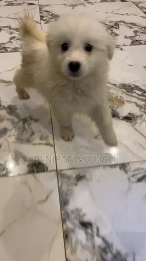 1-3 months Male Purebred American Eskimo