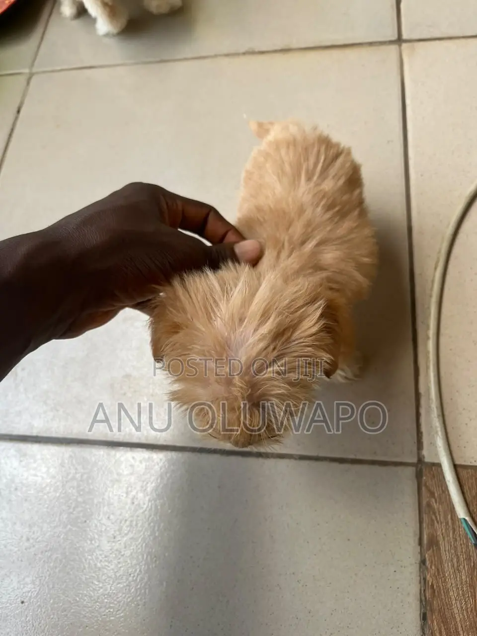 1-3 months Female Purebred Lhasa Apso