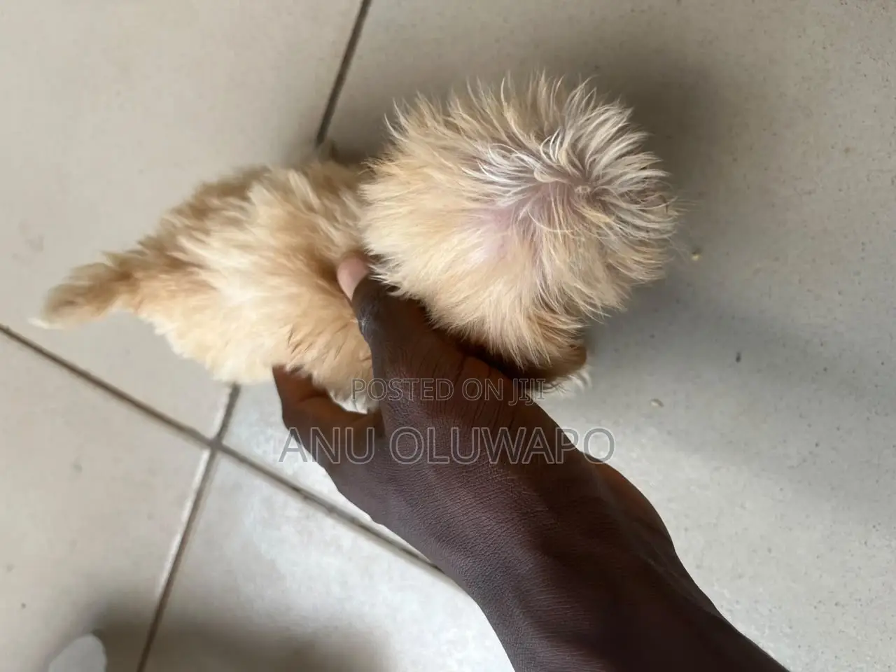 1-3 months Female Purebred Lhasa Apso