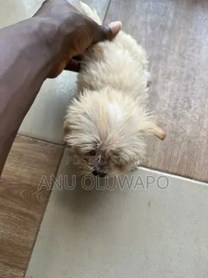 1-3 months Female Purebred Lhasa Apso