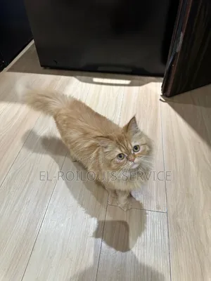 6-12 months Female Purebred Persian