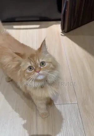 6-12 months Female Purebred Persian