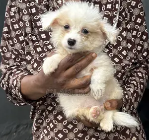 3-6 months Male Mixed Breed Lhasa Apso
