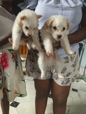 1-3 months Male Purebred American Eskimo