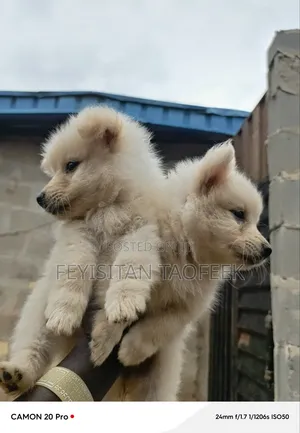 3-6 months Male Purebred American Eskimo