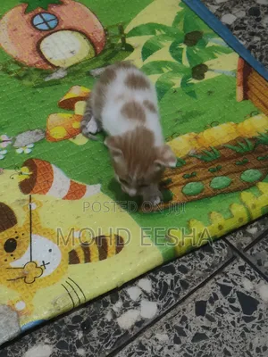 1-3 months Female Mixed Breed Cat