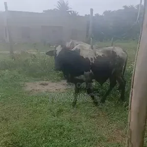 Cows for Sale