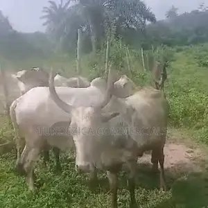 Cows for Sale