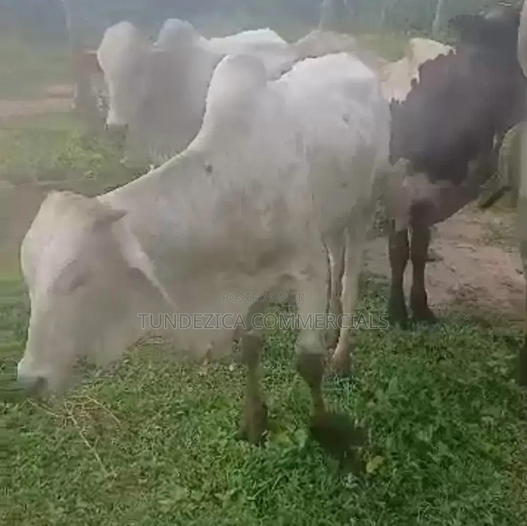 Cows for Sale