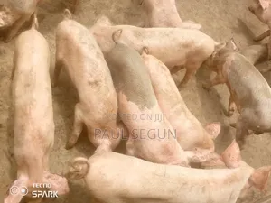 Piglets for Sale Large White Strains