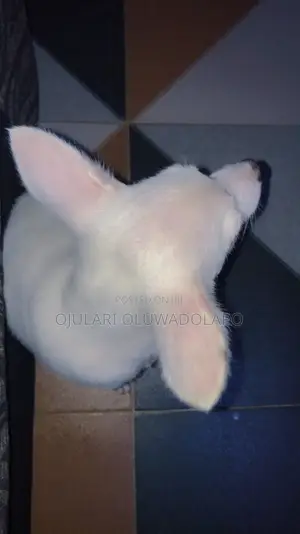 1-3 months Female Purebred American Eskimo